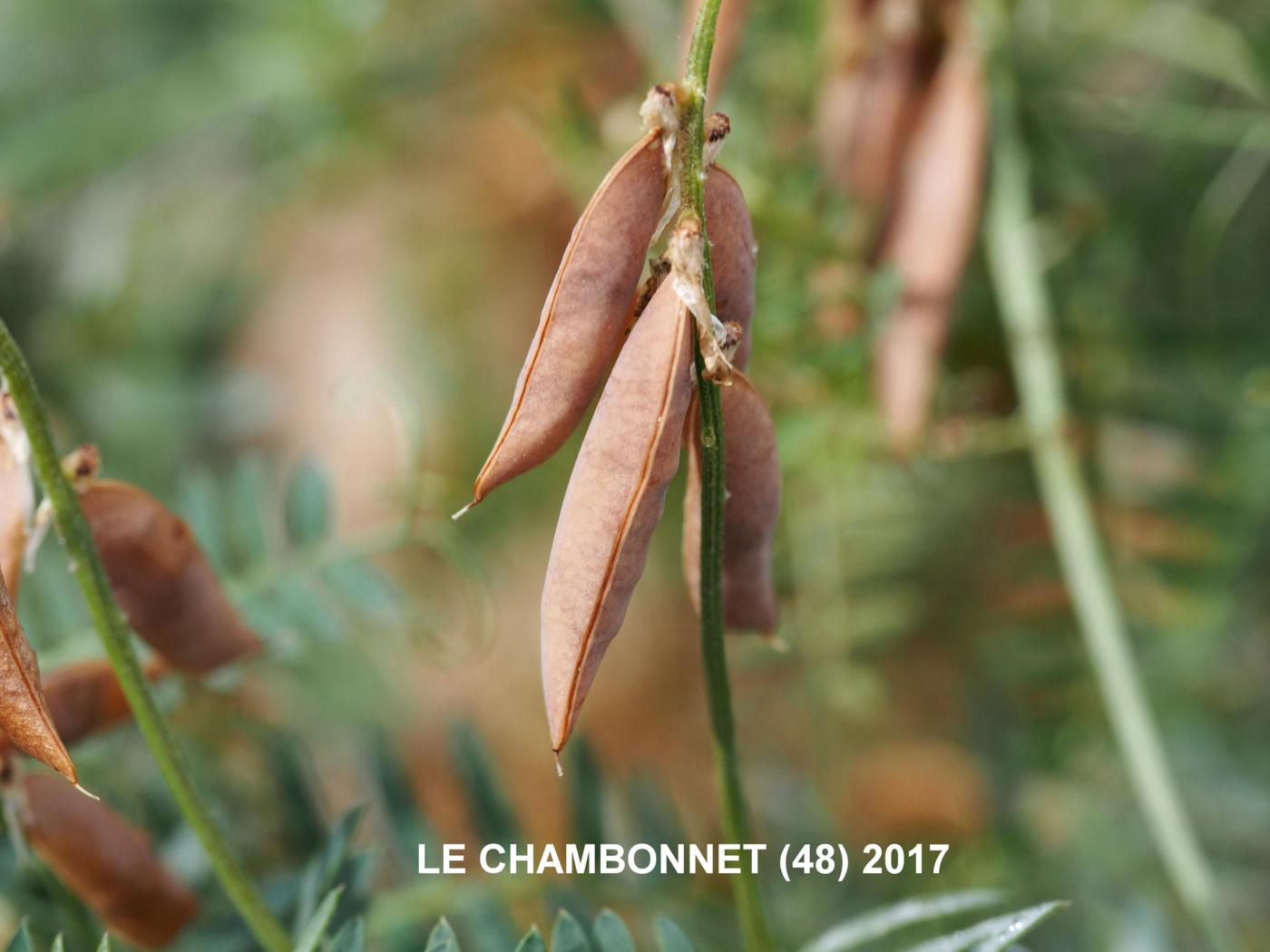 Vetch, Tufted fruit